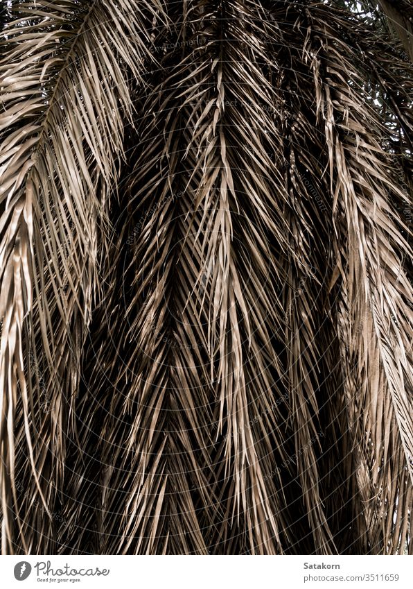 Brown strips of dry palm leaf parts. Abstract background leaves texture straw nature dried pattern closeup natural plant brown tropical shelter thatch summer