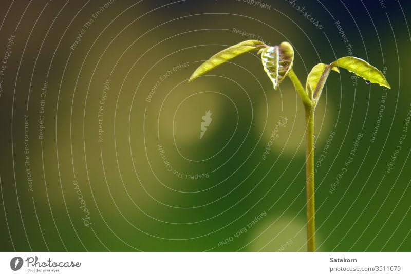 Bud leaves of young plant seeding in forest seedling growing soil green nature light drop dew water background tree leaf small new fresh spring ecology life