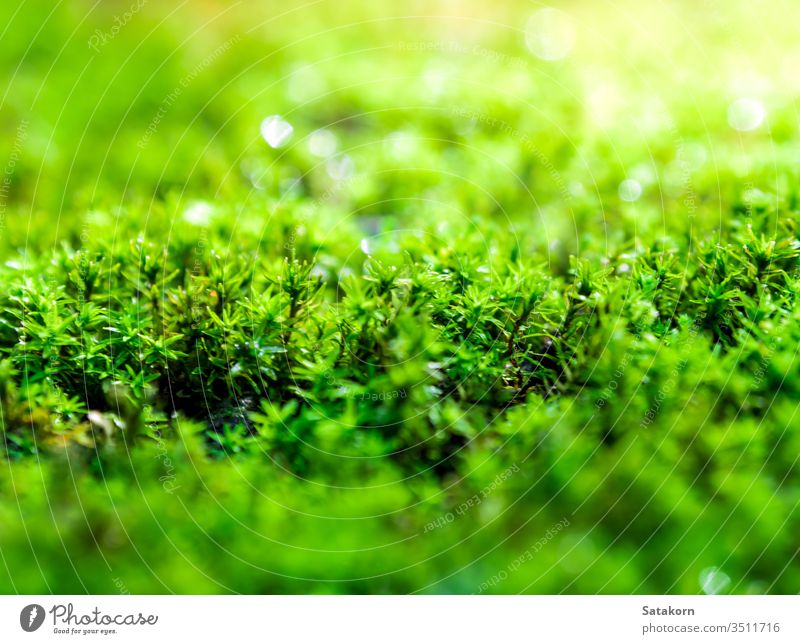 Freshness green moss growing on floor with water drops in the sunlight dew nature fresh macro garden forest wet algae lush beauty tropical season outdoor park