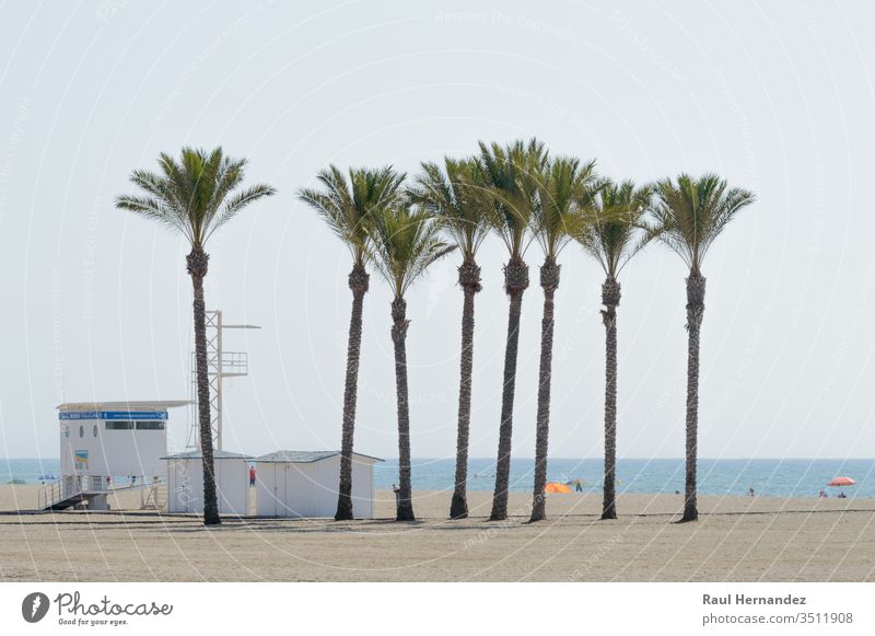 Oasis of a large group of palm trees on the beach of Roquetas de Mar. Large Palms oasis August July Summer Almeria Spain Travel Tourism Holidays sol exotic