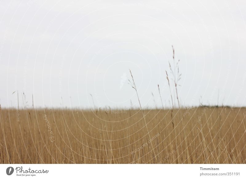 Little and much. Vacation & Travel Environment Nature Landscape Plant Sky Storm clouds Weather North Sea Denmark Simple Natural Brown Gray Calm Grass