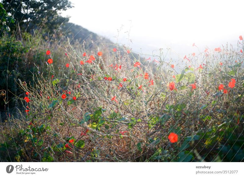 flowers blossoms in the wild nature outdoor sunlight copy space background plant red day grass selective focus wilderess