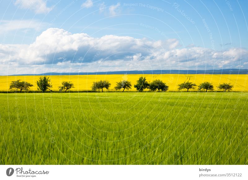 colourful agricultural landscape in May with green grain fields and yellow flowering rape fields behind a row of fruit trees. Horizon with blue sky and clouds