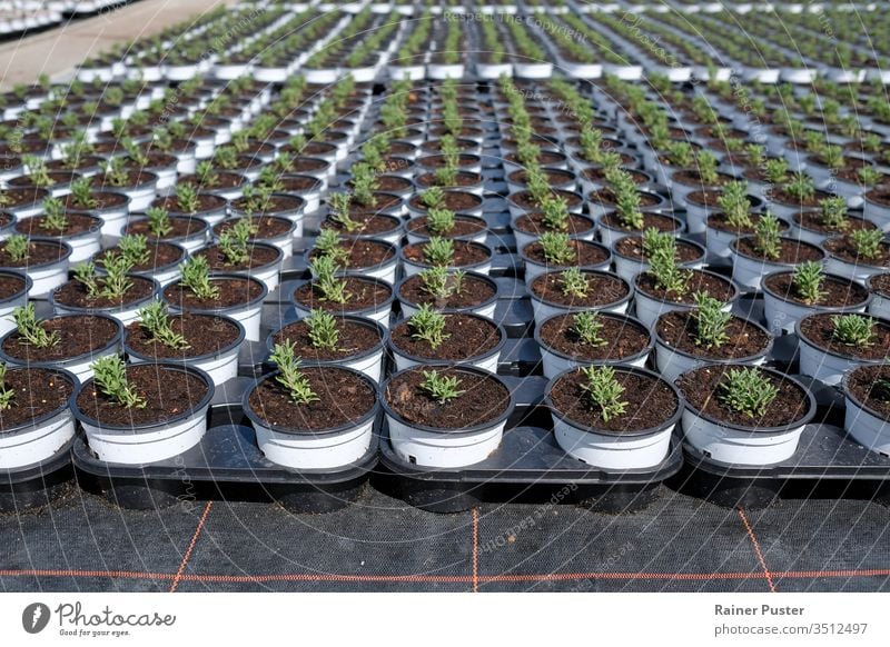 Rosemary being cultivated next on a plantation agricultural agriculture field food greenhouse growth herb herbal organic plantation field plantation rosemary