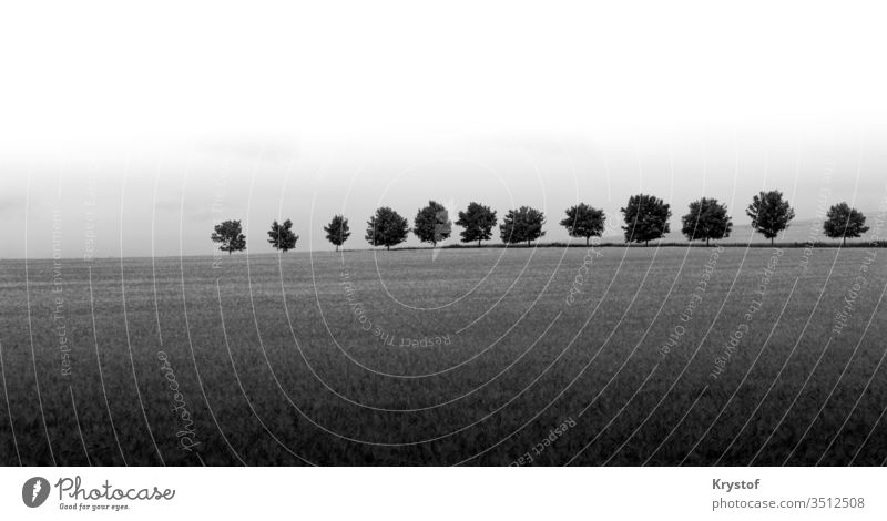 Tree line in black and white tree blackandwhite nature landscape minimalistic abscart field
