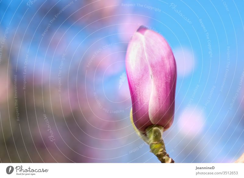 Magnolia bud flowers Nature Summer Garden Colour photo bleed Environmental protection Pink Sky Meticulous Love of nature Sustainability Attentive Spring fever