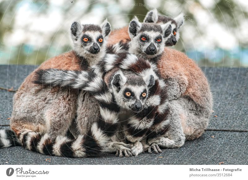 catta family Ring-tailed Lemur lemur catta Head Eyes Nose Ear Monkeys Animal face Cute Curiosity Animal family Observe natural Looking Legs Pelt Paw Wild animal