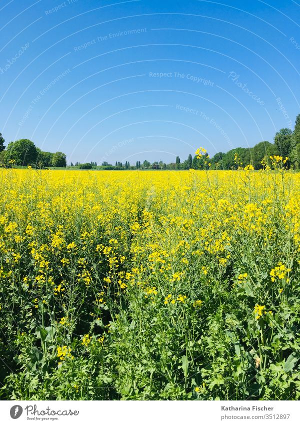Rape field in May Canola Canola field Oilseed rape cultivation Environment Field Colour photo Exterior shot Landscape Plant Yellow Day Nature spring Blossoming