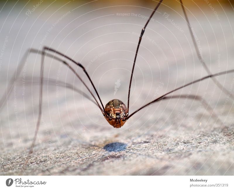 The floating point Animal Wild animal Spider Animal face 1 Thin Sharp-edged Exotic Creepy Long Curiosity Blue Brown Gray Black White Wiry Legs Eyes