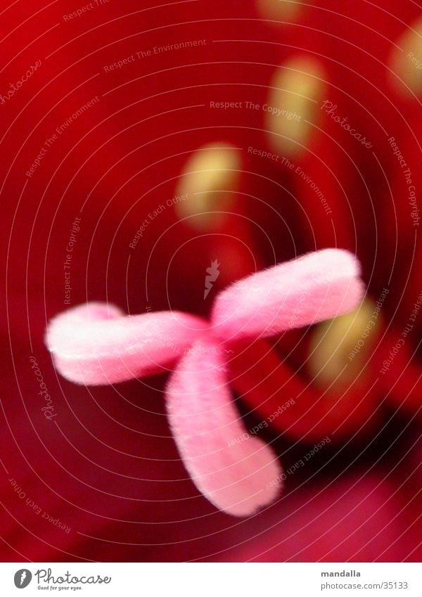 pink-red Flower 3 Undo Blur Pistil Macro (Extreme close-up)