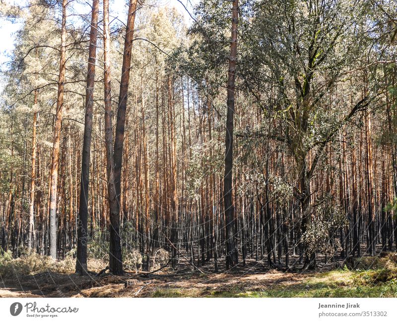 After the forest fire Forest fire Environmental damage aridity Colour photo Nature Fire Blaze charred
