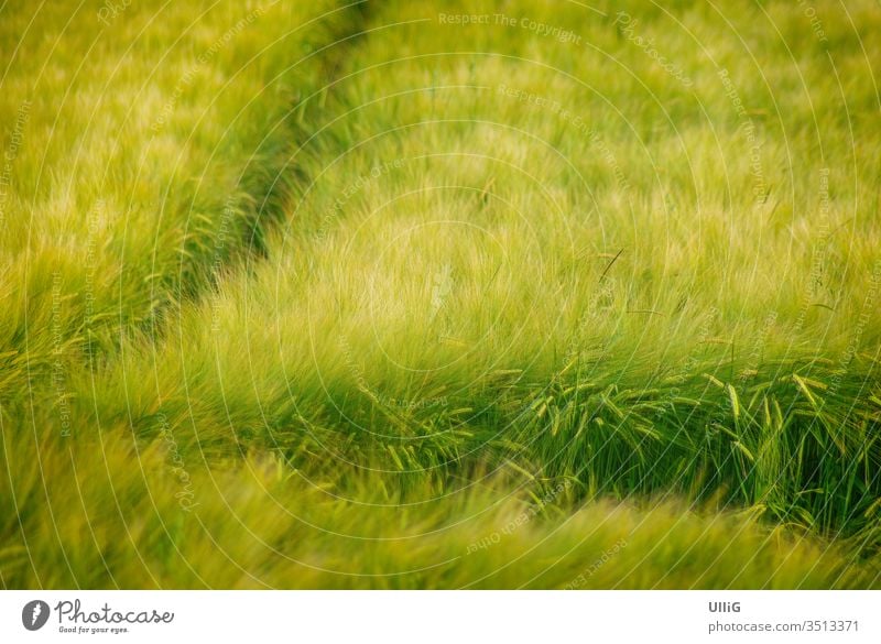 Maturing grain field - A maturing grain field swaying in the wind. Cornfield Grain field Tire Field acre Agriculture Wind Weigh country Country life Environment