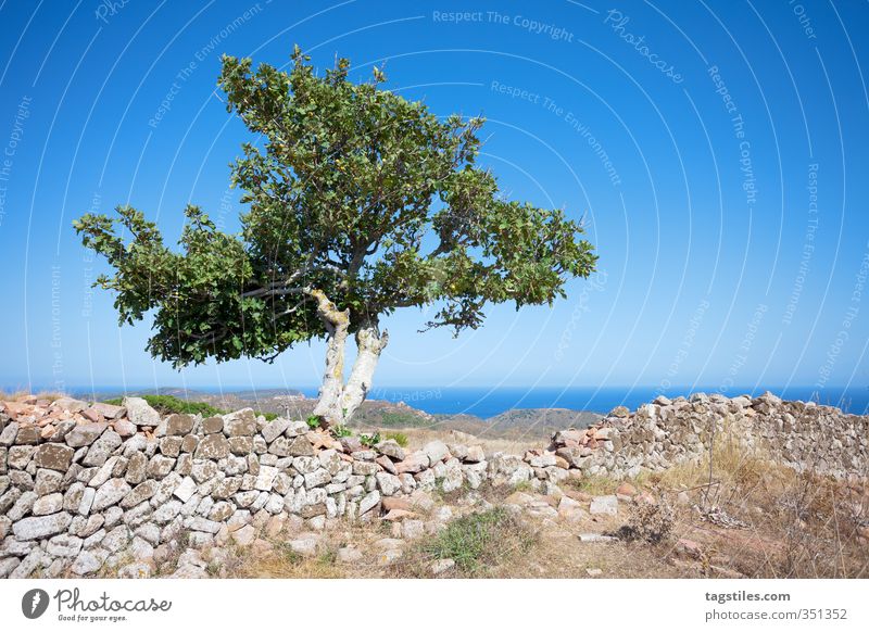 TOWNS Menorca Castell de Santa Agueda Tree Wall (barrier) Ruin Remainder Old Architecture Decline Balearic Islands Vacation & Travel Travel photography Idyll