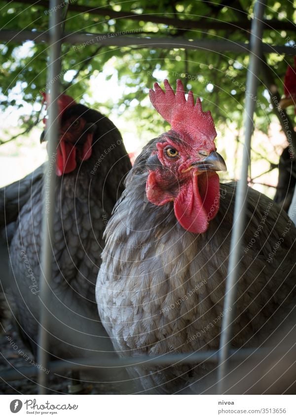 chicken Chicken Barn fowl Bird Colour photo Nutrition Food Meat Poultry Rooster Egg Feather Farm Animal Comb Animal portrait Exterior shot Pet Farm animal