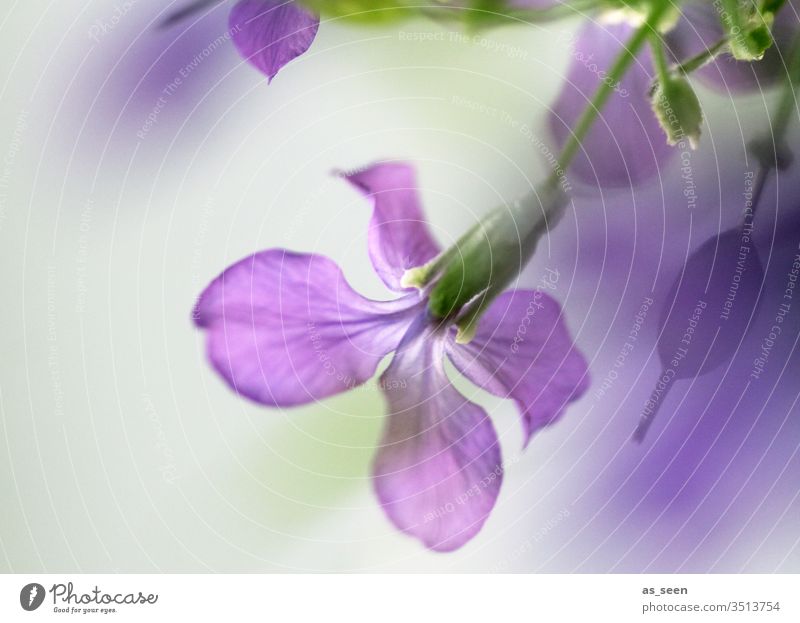 Purple Flower flowers bleed green purple Violet Suspended Growth spring Summer Plant Nature Blossoming Colour photo Garden Exterior shot Deserted