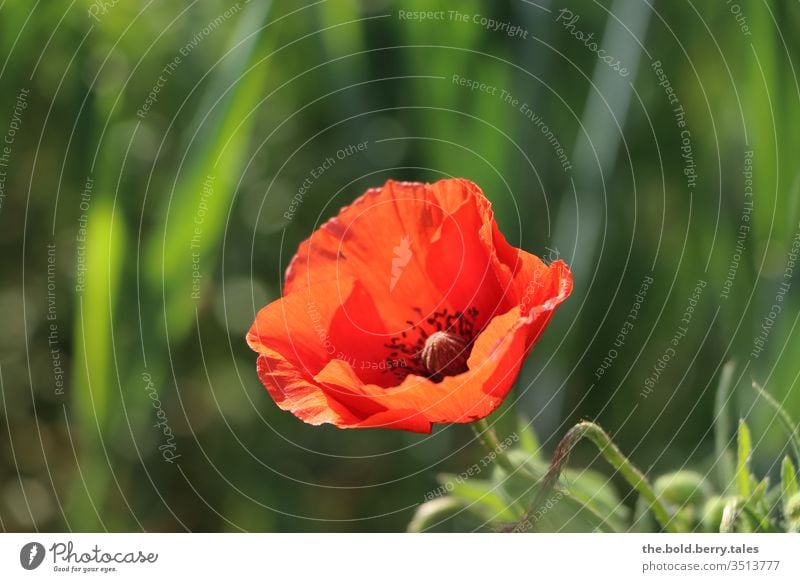 poppy flower spring Field Red flowers Sun Plant Summer Poppy Colour photo Nature bleed Exterior shot Blossoming Sunlight Wild plant Growth Beautiful weather