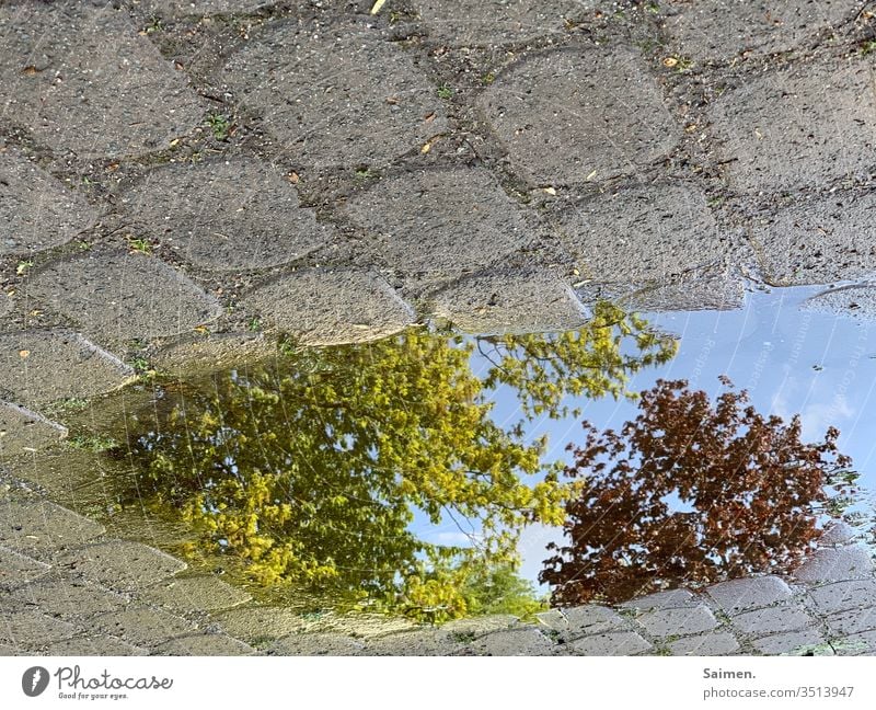 upsidedown Puddle reflection tree Nature paved Paving stone Treetop Water Exterior shot Reflection Wet Rain Street Weather Deserted Bad weather Environment