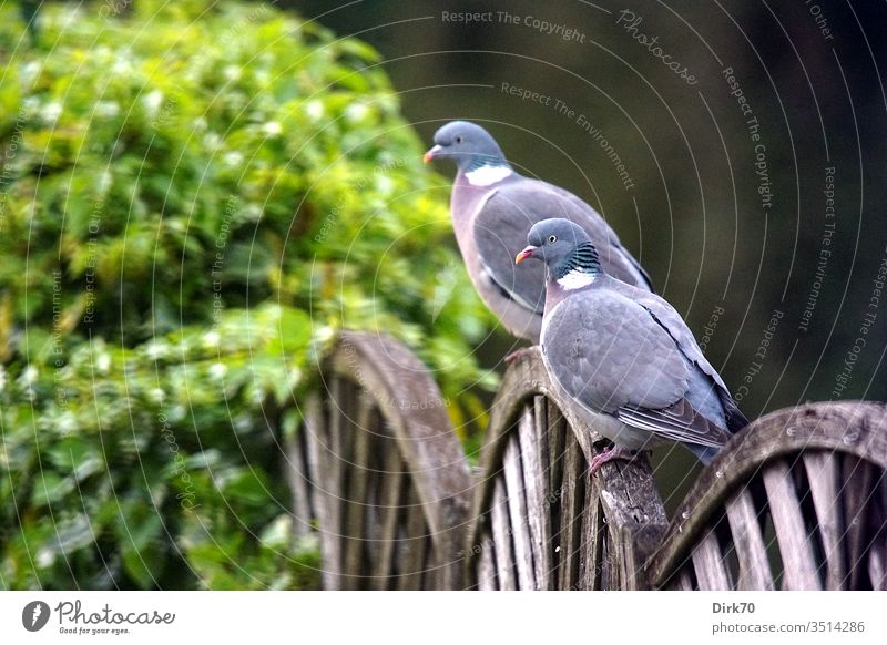 Pair of wood pigeons on the garden fence Pigeon songbird birds pair of birds Pair of animals Couple In pairs 2 animals two togetherness couple Fence