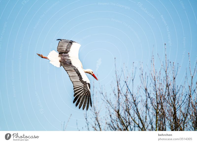 high achiever Animal Wild animal Contrast Light Exterior shot Colour photo Fantastic Sky Freedom especially birds Stork Beak Flying Branches and twigs tree