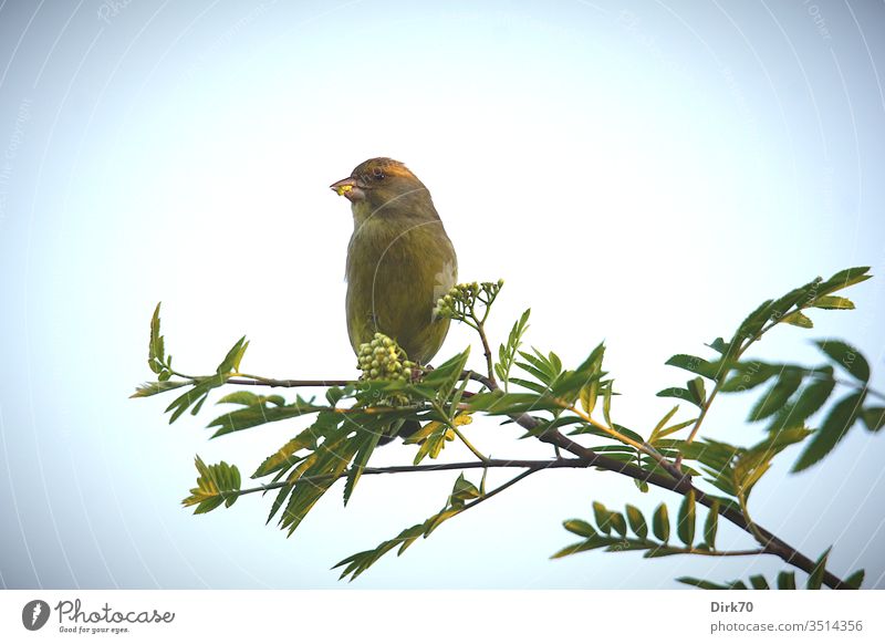 Greenfinch on rowan branch Green finch Mountain ash Rowan tree leaf Twigs and branches green Fresh spring birds songbird Spring fever Vignetting Light Sunlight