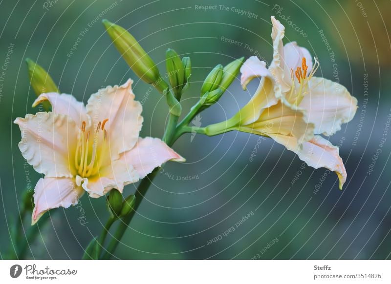 blooming daylilies Lily Daylilies Lily flowers Hemerocallis Mayflower garden flowers Garden plants Summerflower Flowering plants June heyday petals