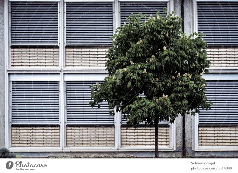 🦥 Tree Facade Dismissive Deserted Building