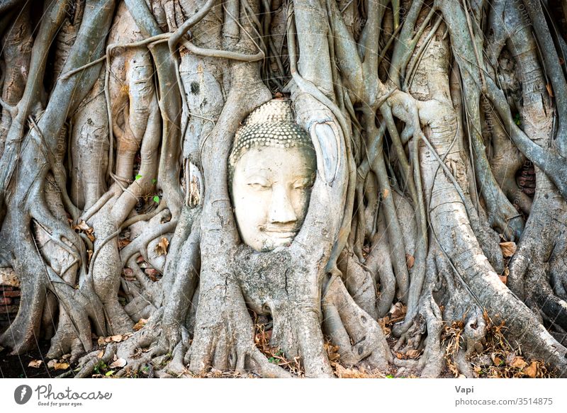 Buddha head in tree roots in ruins of Wat Mahathat temple. Ayutthaya, Thailand ayutthaya buddha thailand ayuthaya historical mahathat tourism religious unesco