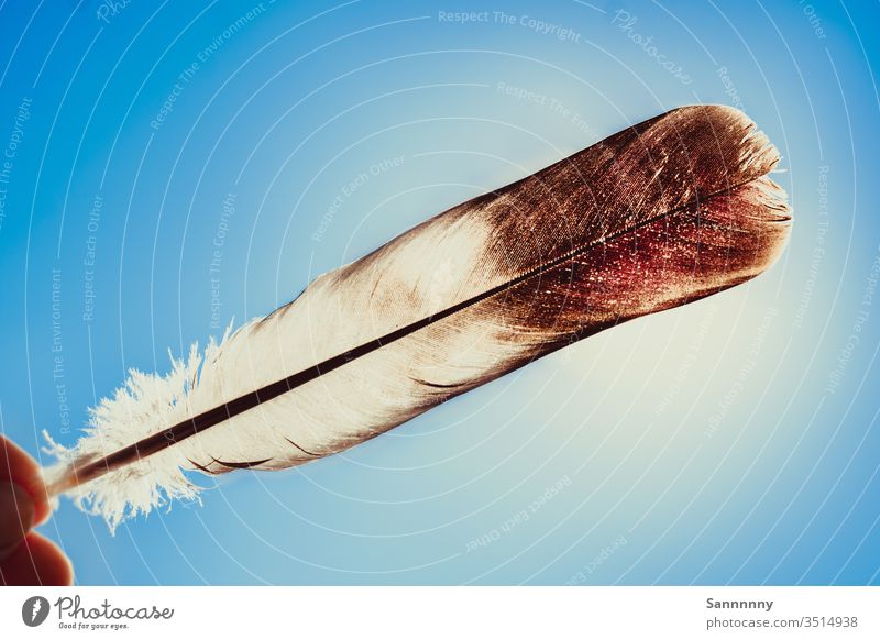 Spring in backlight Feather feather Back-light Sunlight Blue Sky Bright Light Colour Delicate Ease Flying Freedom up and away Native Americans Dream