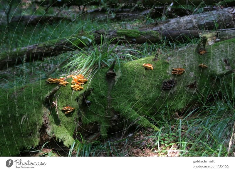 avalanche forest Forest Tree Green Leaf Sunbeam Broken Mushroom