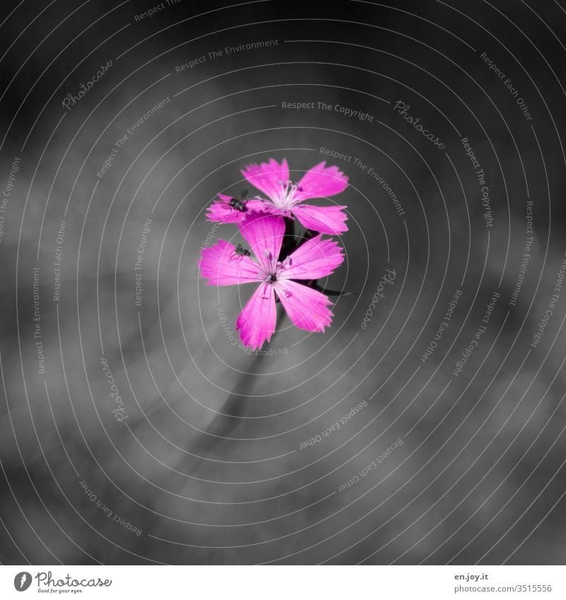 pink blossom bleed Pink flowers Plant Meadow flower Wild plant Fly insects fauna flora Nature Colour photo Blossoming Exterior shot Day Deserted