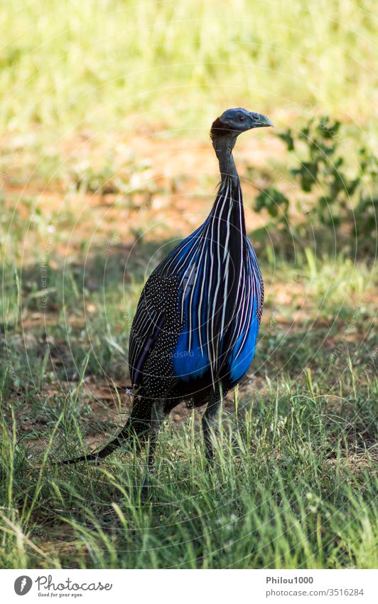 Wildlife scene in the nature of Samburu Park. Africa Kenya african animal beak bird black blue colorful creature crest crown eye farm fauna feather fly fowl