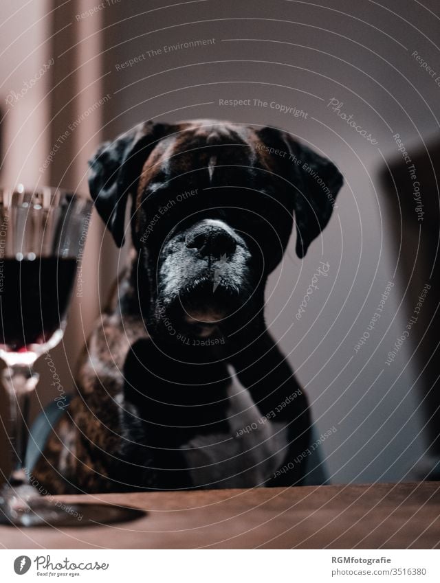 Boxer dog sitting at a table looking at a glass of red wine, face lying in the shade Dog Red wine Addiction Shadow Pet Dinner table Drinking Alcoholic drinks