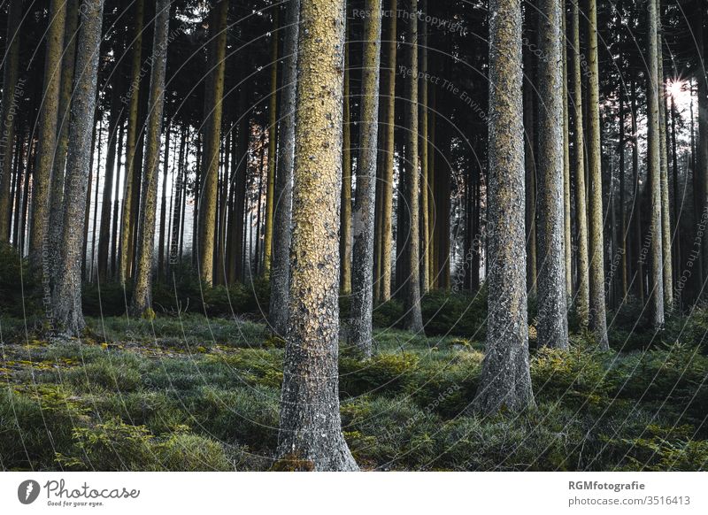 dark forest with tall, slender deciduous trees and dense ground