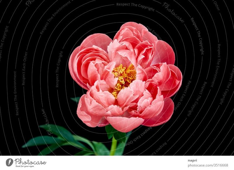 Baroque | A pink peony in full bloom isolated against a black background. Peony bleed Pink splendid Lush already splendid specimen Blossoming flowers spring