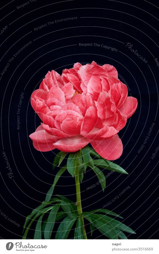 lush | A bright pink peony in full bloom isolated against a black background. Peony bleed splendid Lush already splendid specimen Baroque Blossoming flowers