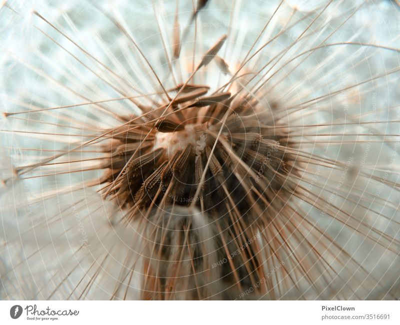 Macro shot of a dandelion lowen tooth flowers Nature Exterior shot Meadow Macro (Extreme close-up) Close-up Plant Garden