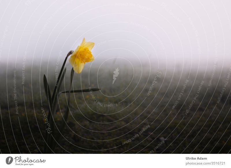 Lonely narcissus in foggy meadow mourning card Grief Fog hazy Mystic daffodil Spring Dreary Meadow Landscape Nature Exterior shot Deserted Plant Calm Dark