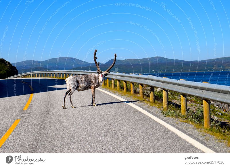 Reindeer-Hello in Scandinavia Lifestyle Style Vacation & Travel Tourism Trip Adventure Summer Ocean Animal hang Looking Funny Curiosity Blue Gray Colour photo