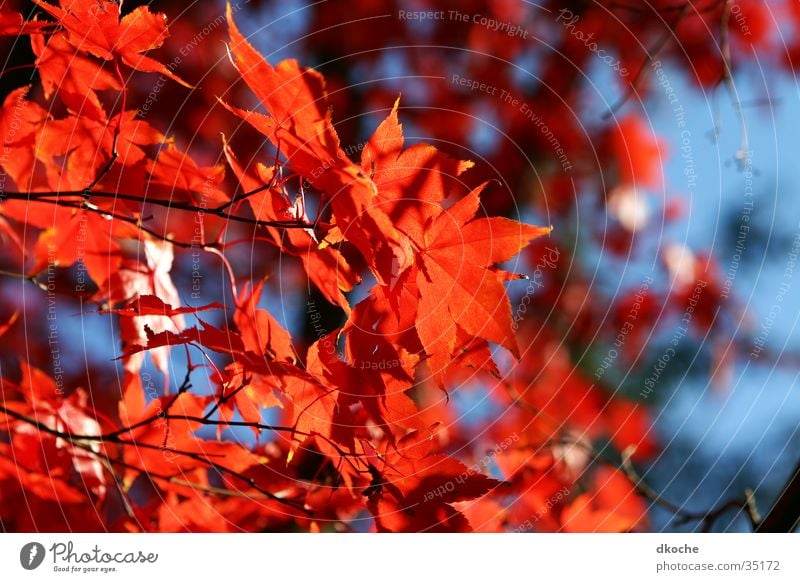 autumn flames Autumn Leaf Red Moody Tree Nature