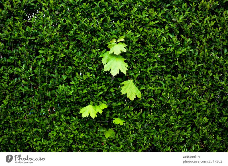 maple before privet Branch tree Relaxation holidays Garden allotment Garden allotments Deserted Nature Plant tranquillity Garden plot shrub Copy Space