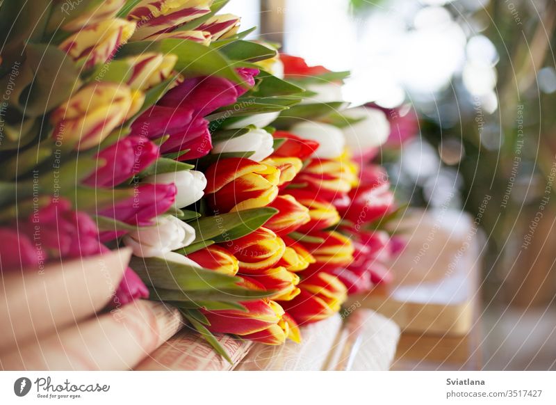 A huge number of tulips lay on the table to prepare for sale in the market or store. Side view bouquet hands paper kind pink packaging beautiful floral