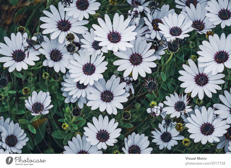 Flowers of Osteospermum 'soprano white' commonly known as African daisy or Cape Daisy flowers bloom blossom botanic botanical botany buds flora floral