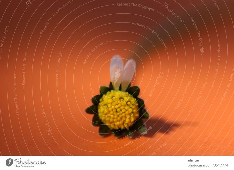 two petals on a daisy in the shape of two rabbit ears against an orange background Ear Daisy Blossom leave Easter Bunny Plucking Orange White Yellow bleed Empty