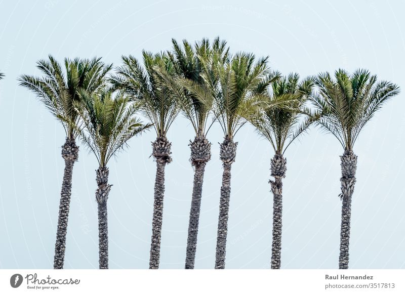 Group of cups of palm tree on the beach of Roquetas de Mar. coconut green south holiday tourist map tourism vector almeria mar atlantic ocean sea trees summer