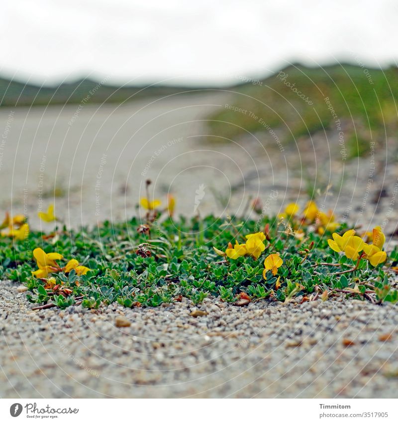 On barren ground there blooms something Plant Green blossom Blossom Yellow off paths and paths Dry stones Sparse Hill dunes Marram grass Denmark Deserted