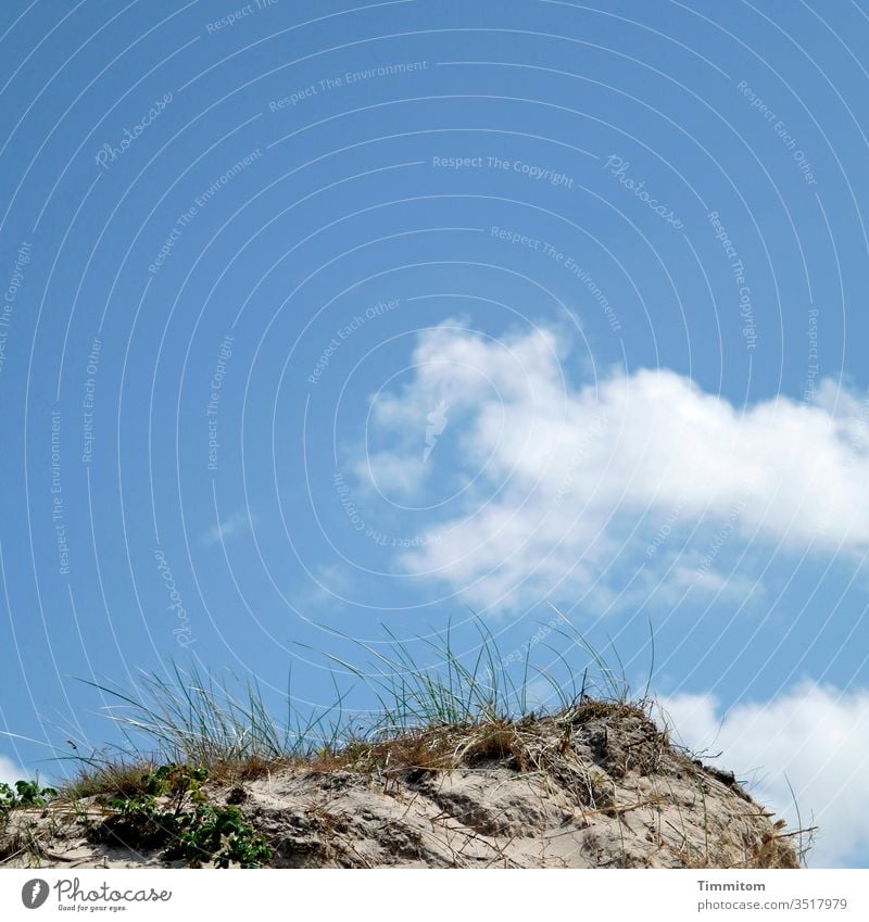 Culms near the beach stalks Green duene edge Sand Sky Blue Clouds Beautiful weather Denmark Landscape Vacation & Travel Nature Marram grass Deserted