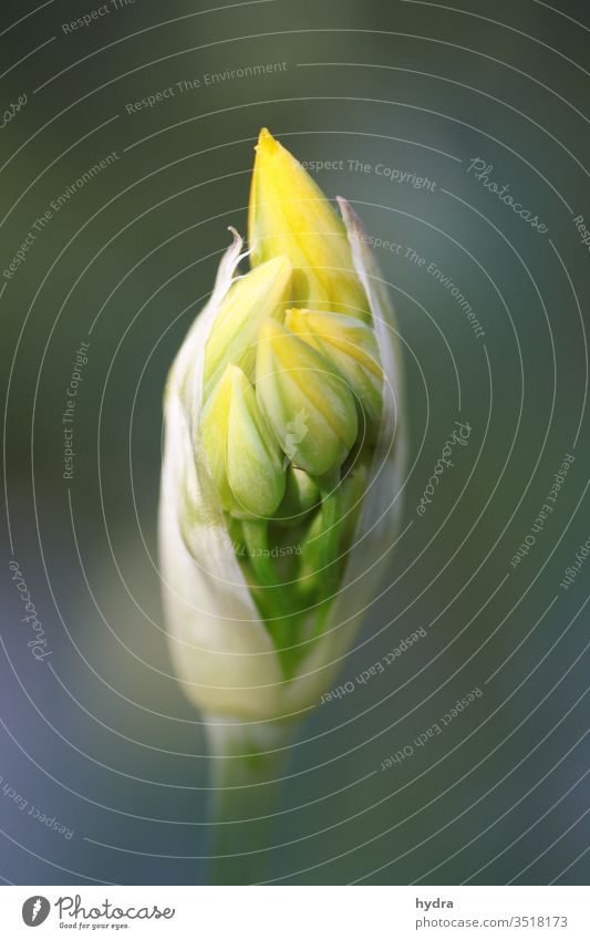 yellow golden garlic (Allium) bud shortly before flowering Golden Garlic ornamental garlic allium onion leek Lily plants liliacea bleed flowers Bud already Pure