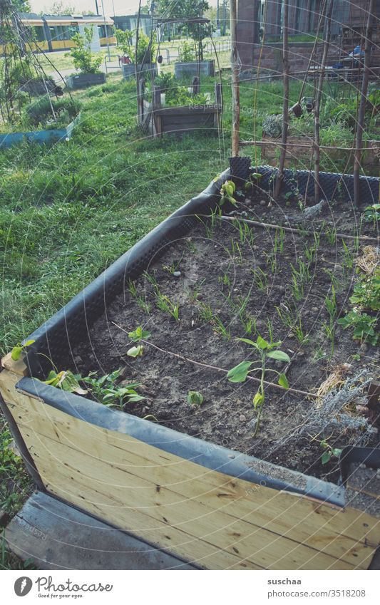 a little garden in the middle of the city Town urban Urban gardening Garden do gardening green Grass plants bush Agricultural crop ornamental plants herbs