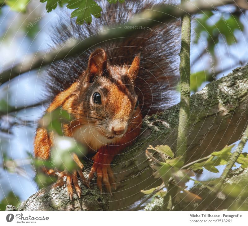 Curious squirrel Squirrel sciurus vulgaris Animal face Head Eyes Nose Ear Muzzle Claw Pelt Rodent Wild animal Nature tree flaked Sunlight Beautiful weather