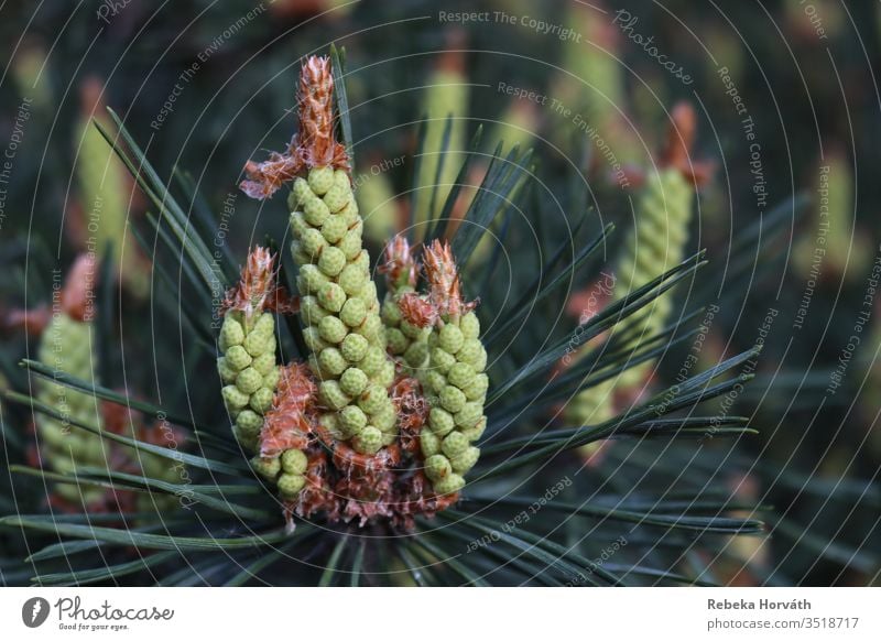 Spring sprouts of a pine in the forest. Pine Fir tree Evergreen Tree Sprout Forest Green Growth Nature Fir needle pine tree Exterior shot Plant Colour photo